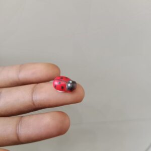 Lady buck mini